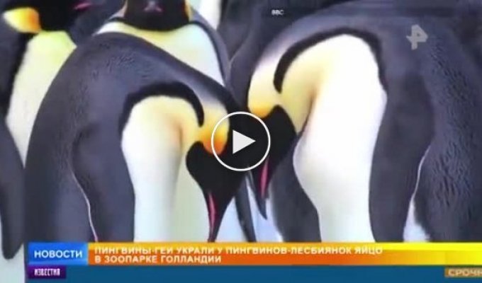 Скандал на телевидении однополая пара самцов пингвинов украла яйцо у однополой пары самок