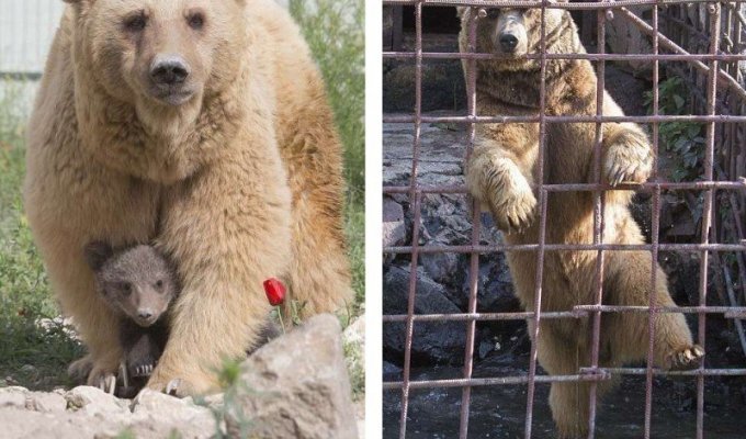 Спасенная из клетки у армянского ресторана медведица Даша родила двух милых медвежат (7 фото)