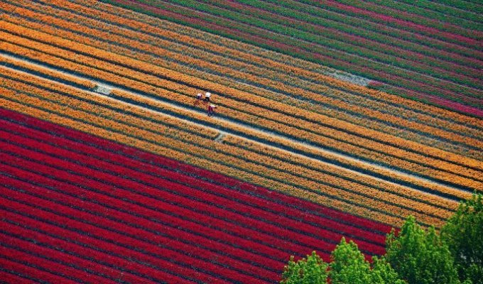 Удивительные поля тюльпанов (5 фото)