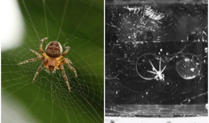 Пауки могут плести паутину в космосе, ориентируясь на свет (5 фото + 1 видео)