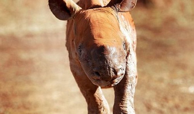  Маленького носорога бросила мама и он прибился к людям (3 Фото)