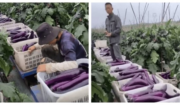 Мини-поезд для урожая на поле в Китае (2 фото + 1 видео)
