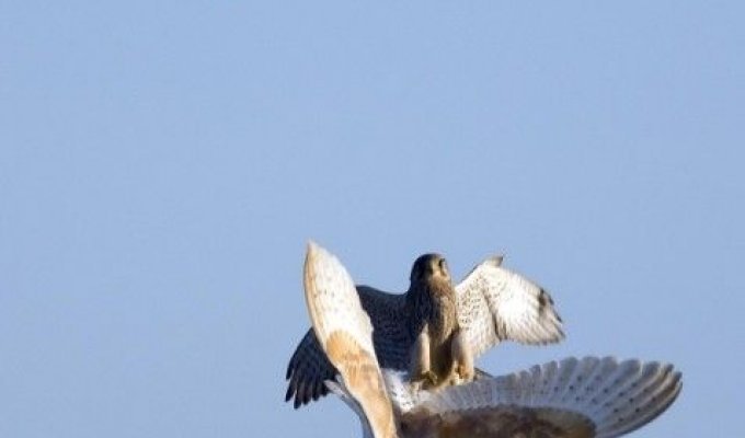  Атака на сову (3 Фото)
