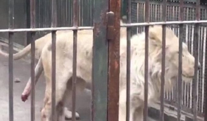 Голодный лев в китайском зоопарке отгрыз собственный хвост (4 фото + 1 видео)