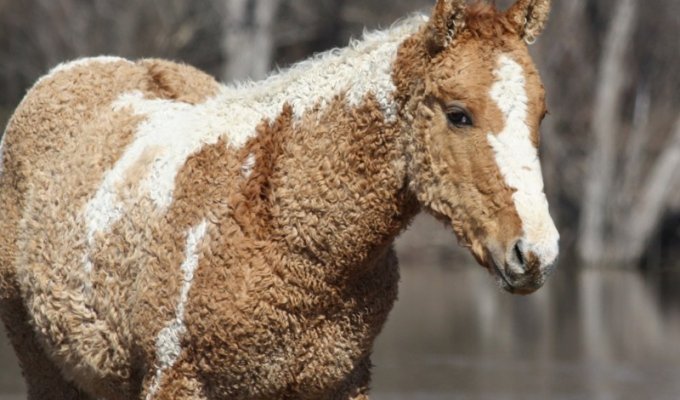 Забайкальская кучерявая лошадь (13 фото)