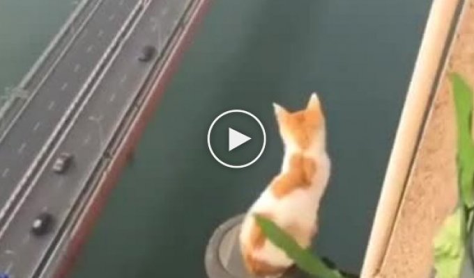 Бесстрашный кот осматривает пейзажи китайского мегаполиса