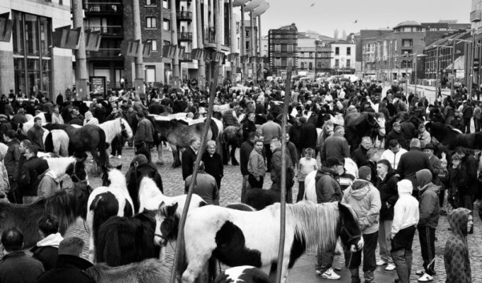 Дублин: лошади в городе (17 фото)