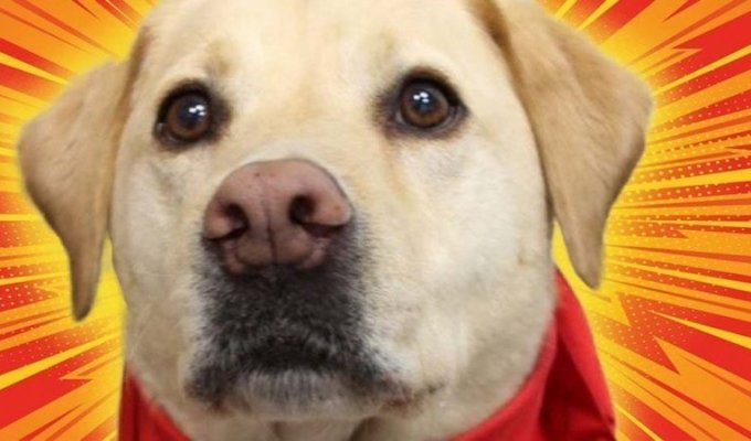Стампи — собака-рекордсмен по сдаче крови (5 фото)