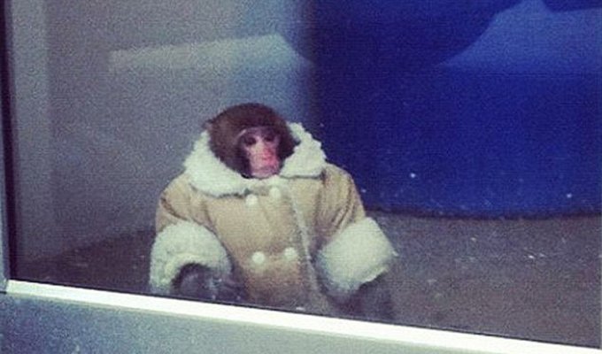 История обезьянки из IKEA (14 фото)