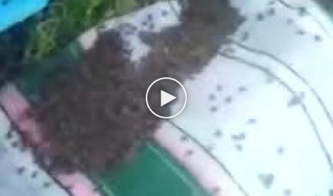 Беда на Ставрополье. Более 100 пчеловодов потеряли пчел
