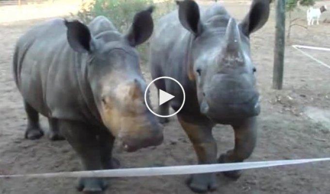 Забавный звук издают носороги