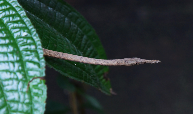 Мадагаскарский листоносый уж: Носатый и смешной пожиратель мелкой фауны прикидывается веткой 90% времени (7 фото)