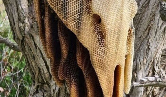 Как пчелы строят такие ульи (1 фото)