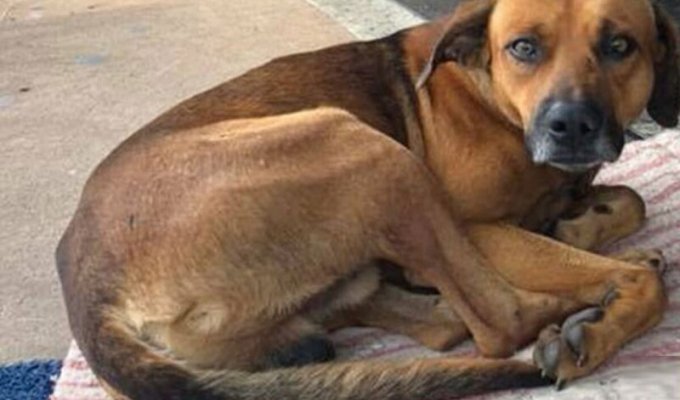 Собака отказалась покинуть госпиталь, где умер ее владелец (3 фото)