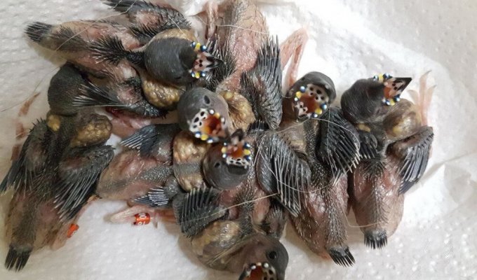 Амадина Гульдана: Жуткие инопланетные птенцы и их превращение в красивейшую птичку (7 фото)