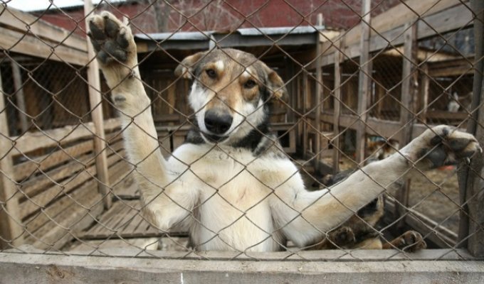 Приют 'защити животных' в Новосибирске (6 фото)