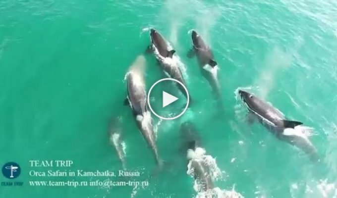 Российским ученым впервые удалось снять на видео нападение косаток на кита