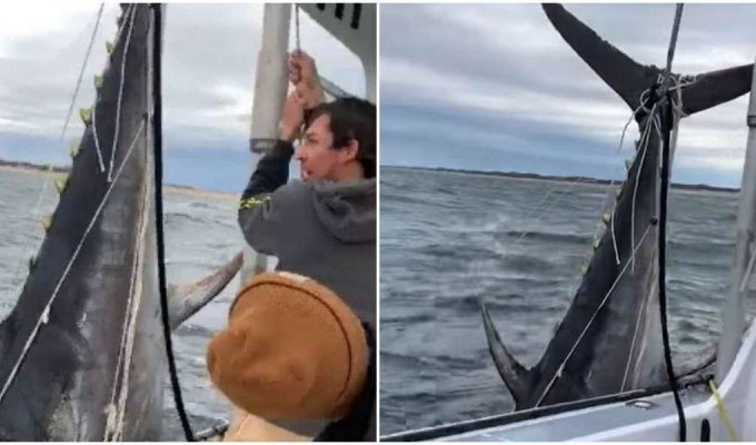 Рыбаки поймали огромного тунца, борясь с ним 30 минут (1 фото)