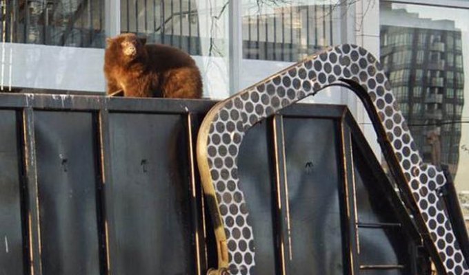 Медведь прокатился в мусоровозе (14 фото)