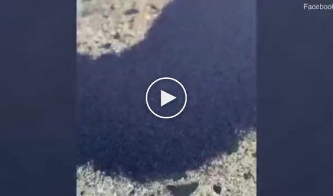 Австралийка нашла во дворе необычный подвижный песок, который оказался насекомыми