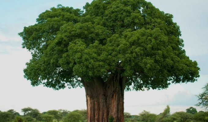 Удивительные деревья нашей планеты (24 фото)