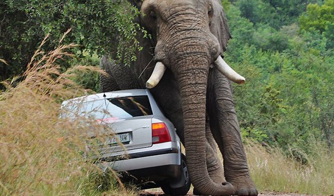 Прочь с дороги: Слон и седан (7 фото)