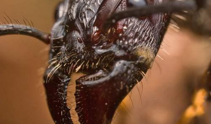 Пятёрка наиболее устрашающих насекомых в мире. (15 фото)