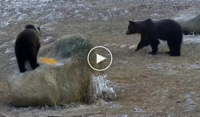 Медведица не позволила самцу приблизиться к своему детёнышу