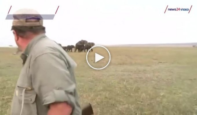 Охотники сняли убийство слона, а затем видео случайно попало в Сеть