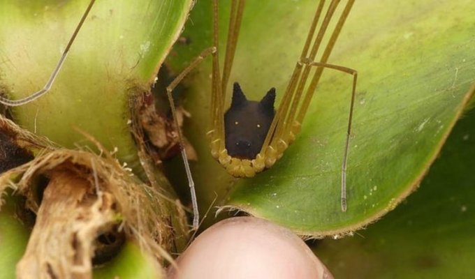 Это паукообразное с головой собаки может напугать кого угодно (3 фото + 1 видео)