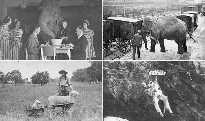 Австралийцы и их домашние животные в начале ХХ века (20 фото)