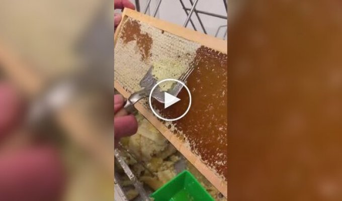 Пчеловод снимает восковые крышки с сот перед извлечением меда