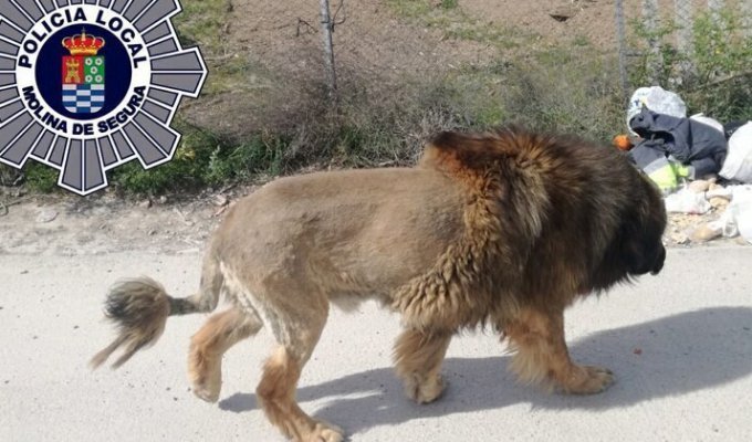 В Испании сбежавший лев оказался собакой (7 фото)