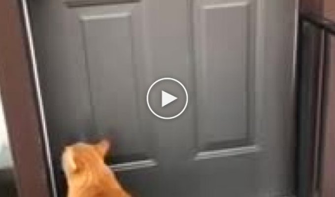 Кот научился стучать в дверь хозяина задними лапами