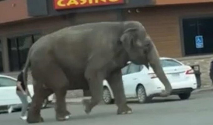 В Монтане слониха сбежала из цирка (4 фото + 2 видео)