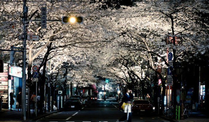 31 фотография, после просмотра которой вам захочется посетить Японию (31 фото)