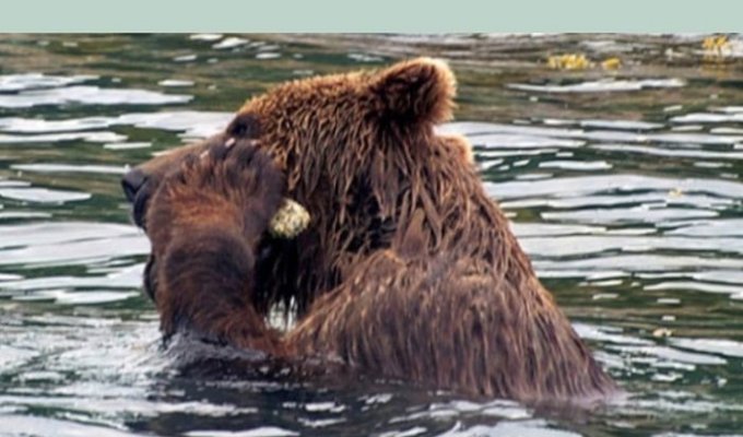 Интересно о медведях (9 фото)