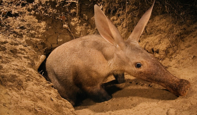 Трубкозуб: забавный зверёк, благодаря которому многие животные в Африке имеют крышу над головой (8 фото)