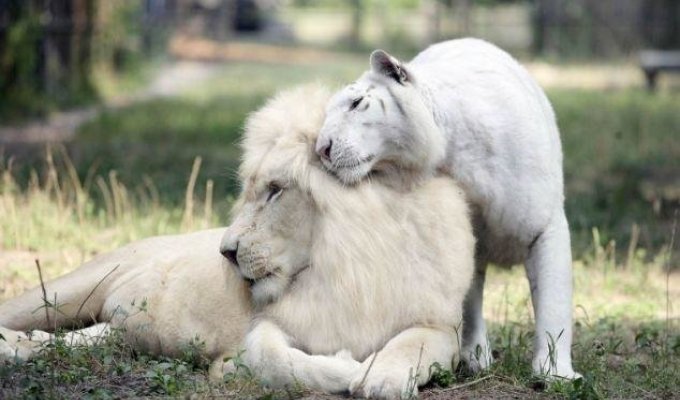 Любовь белоснежного льва и белоснежной тигрицы творят чудеса (2 фото + 1 видео)
