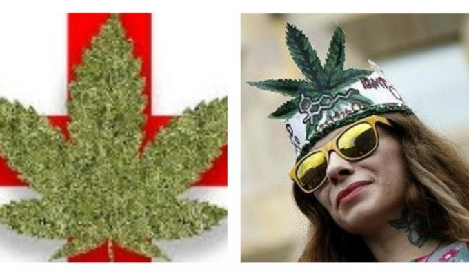 В Грузии легализовали марихуану (3 фото)