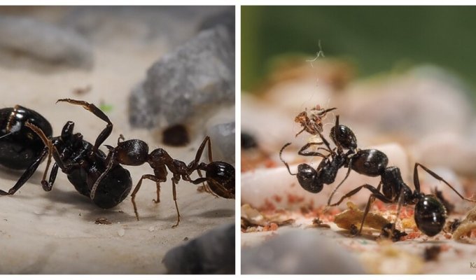 Как муравьи организуют погребальные церемонии для своих почивших сородичей? (5 фото)