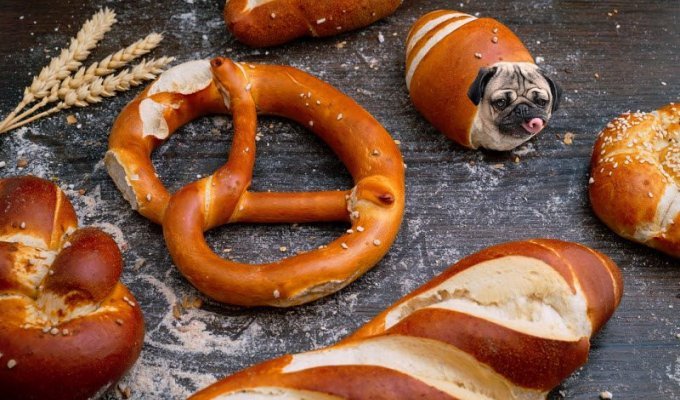 Instagram-аккаунт «Dogs In Food», в котором собак объединяют с едой (14 фото)