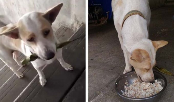Бродячая собака приносит разные подношения женщине, которая ее кормит (5 фото)