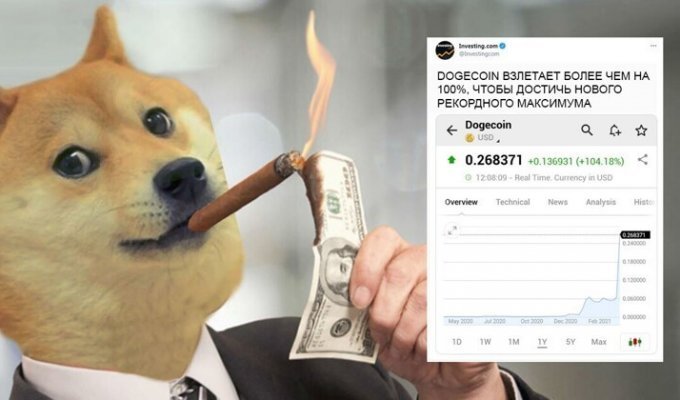 Полцарства на Dogecoin, или история невероятного взлета (17 фото)