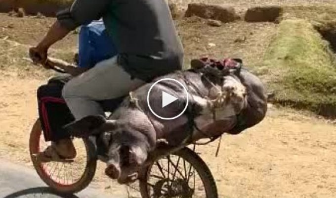 Необычная перевозка свиньи по дороге в другое село