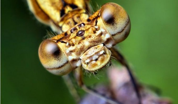 Макросъемка – Томас Шахан крупным планом снимает глаза насекомых (20 фото)