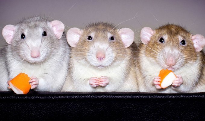 Очаровательные портреты, которые изменят ваше представление о крысах (34 фото)