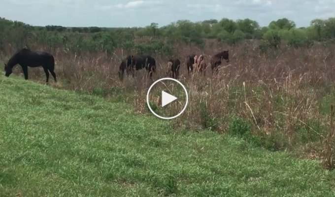 Нападение дерзкого коня на аллигатора сняли на видео