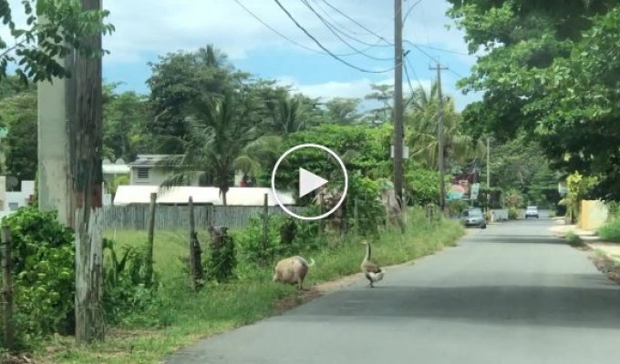 В Пуэрто-Рико засняли неспешную совместную прогулку свиньи и гуся