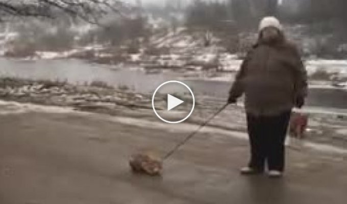 В Боровичах неадекватная женщина издевалась над котом, таская его по грязи на поводке
